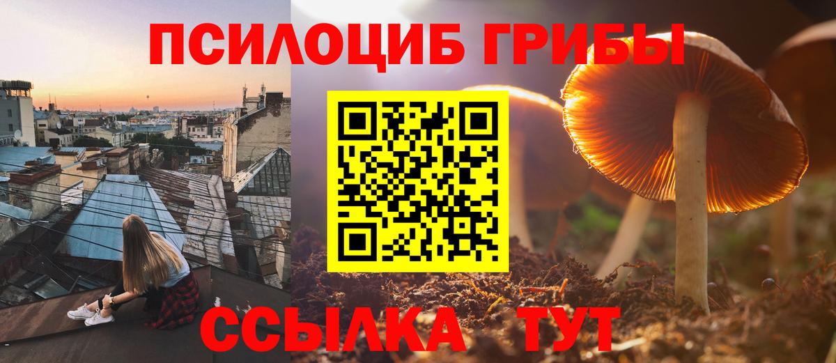 Галлюциногенные грибы Psilocybine cubensis Черняховск